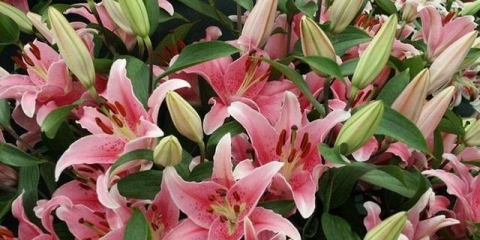 Kada saditi ljiljane